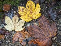 Ahornblätter in gelb und braun mit vielen Flecken
